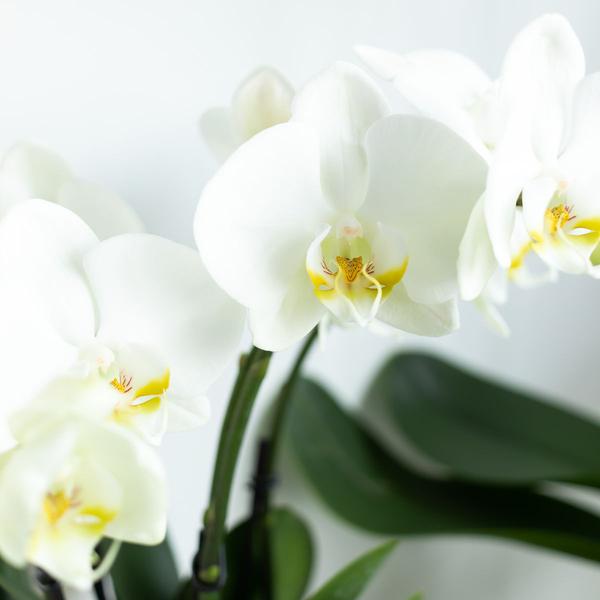 Kolibri-Orchideen | Weiße Phalaenopsis-Orchidee, Topfgröße – Jewel Ghent – ​​Topfgröße Ø12cm | blühende Zimmerpflanze - frisch vom Züchter