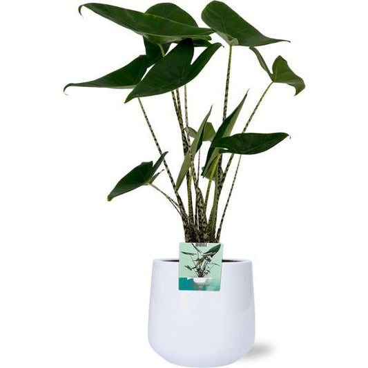 Alocasia Zebrina - Ø19cm - ↕75cm + Puglia Pot D21/23,5x21cm - Wit