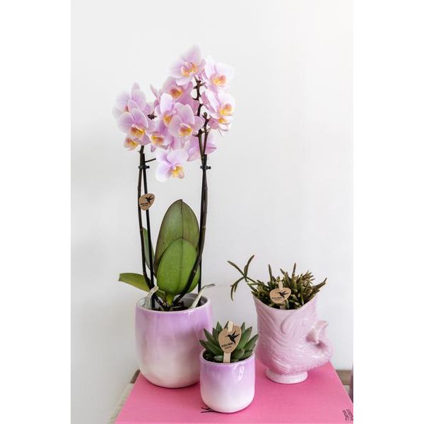 Kolibri-Orchideen | Rosa Phalaenopsis-Orchidee – Andorra – Topfgröße Ø9cm | blühende Zimmerpflanze - frisch vom Züchter