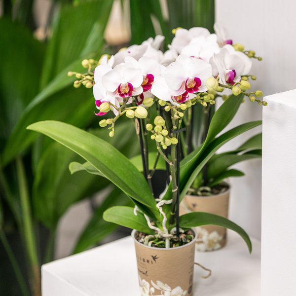 Hummingbird Orchids | White Phalaenopsis orchid - Mineral Gibraltar - pot size Ø9cm | flowering houseplant - fresh from the grower