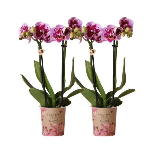 Kolibri Orchids | COMBI DEAL van 2 roze paarse phalaenopsis orchideeën - El Salvador - potmaat Ø9cm | bloeiende kamerplant - vers van de kweker