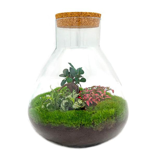 Sam XL Bonsai - DIY Terrarium - 32 cm high