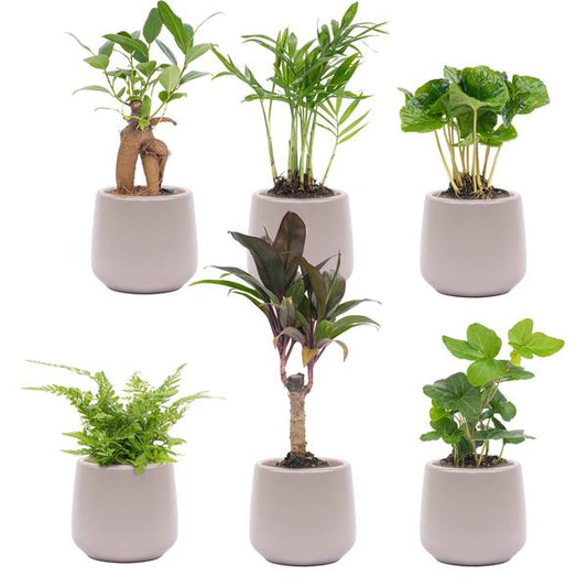 Mini plant set 6 - Including 6x pot Joey gray matt