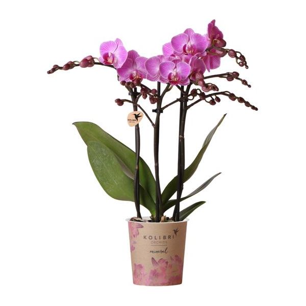 Hummingbird Orchids | Purple/pink Phalaenopsis orchid - Mineral Vienna - pot size Ø9cm | flowering houseplant - fresh from the grower