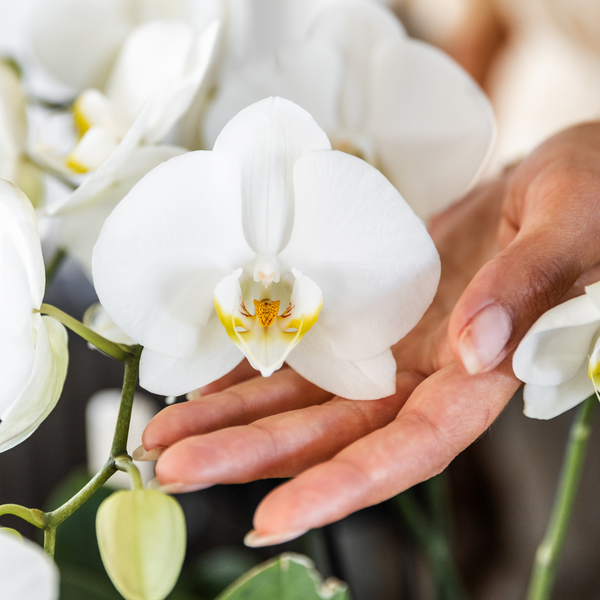 Hummingbird Orchids | COMBI DEAL of 4 white orchids - Ghent - pot size Ø12cm | flowering houseplant - fresh from the grower