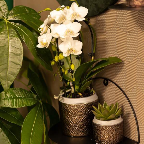 Kolibri Orchids | witte Phalaenopsis orchidee - Niagara Fall - potmaat Ø9cm | bloeiende kamerplant - vers van de kweker