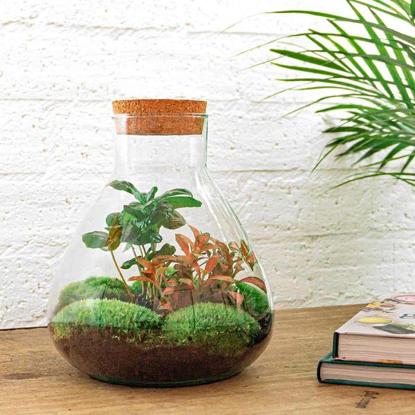 DIY-Terrarium - Sammie Coffea - ↕ 27 cm