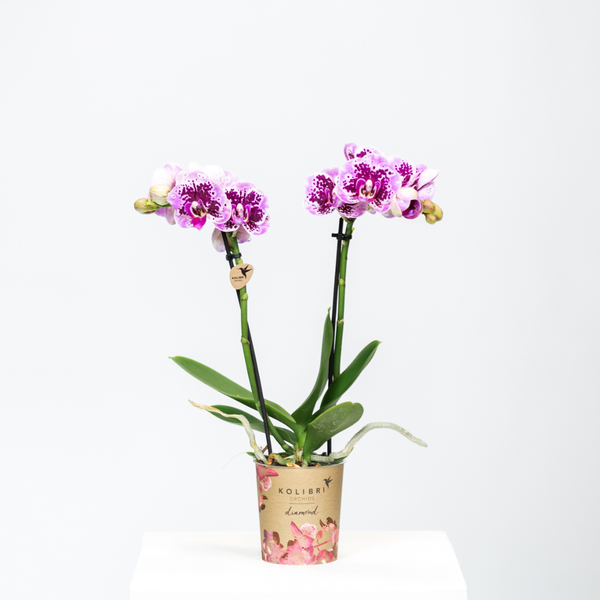 Kolibri Orchids | Roze paarse phalaenopsis orchidee - El Salvador - potmaat Ø9cm | bloeiende kamerplant - vers van de kweker