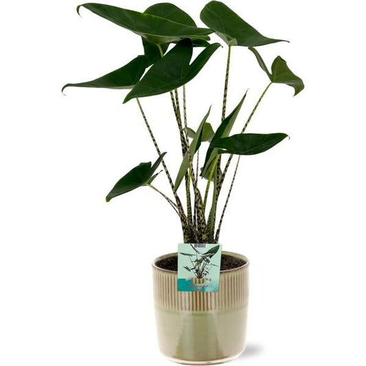 Alocasia Zebrina - Ø19cm - ↕75cm + Terni Pot D20x20cm - Groen