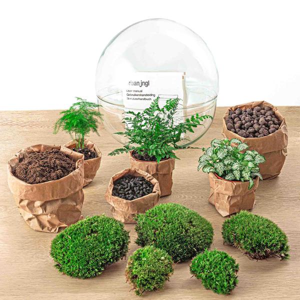 DIY terrarium - Dome XL - ↕ 30 cm