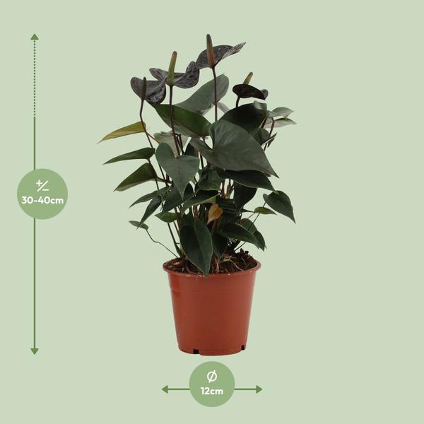 Anthurium Black Love In Transparent Sleeve - Ø12cm - ↕36cm