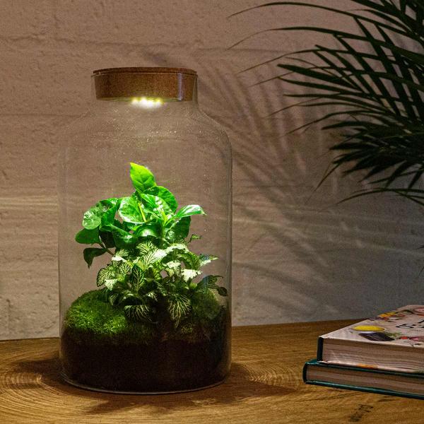 DIY-Terrarium - Milky Coffea mit Lampe - ↕ 31 cm