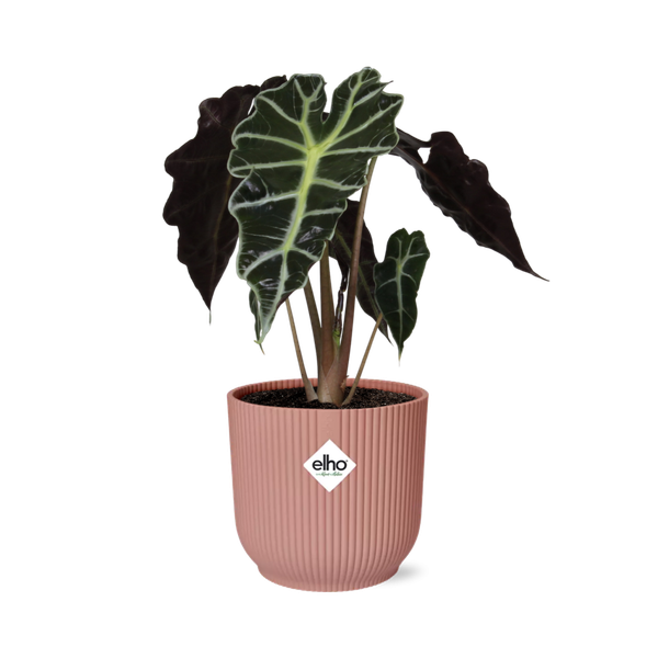 Alocasia 'Polly' in ELHO Vibes Fold 14cm pink