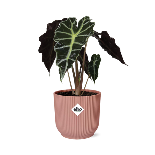 Alocasia ‘Polly’ in ELHO Vibes Fold 14cm roze