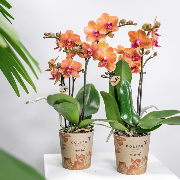 Kolibri Orchids | COMBI DEAL van 2 oranje Phalaenopsis orchideeën - Bolzano - potmaat Ø9cm  bloeiende kamerplant - vers van de kweker