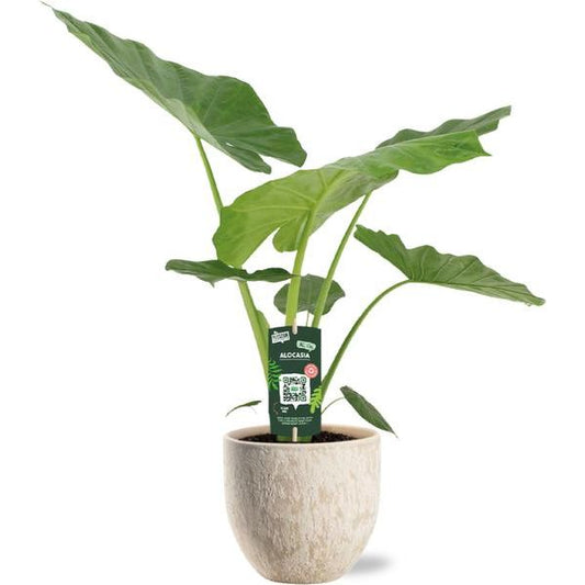 Alocasia Macrorrhiza - Ø19cm - ↕70cm + Sem Pot D20x18cm - Beige