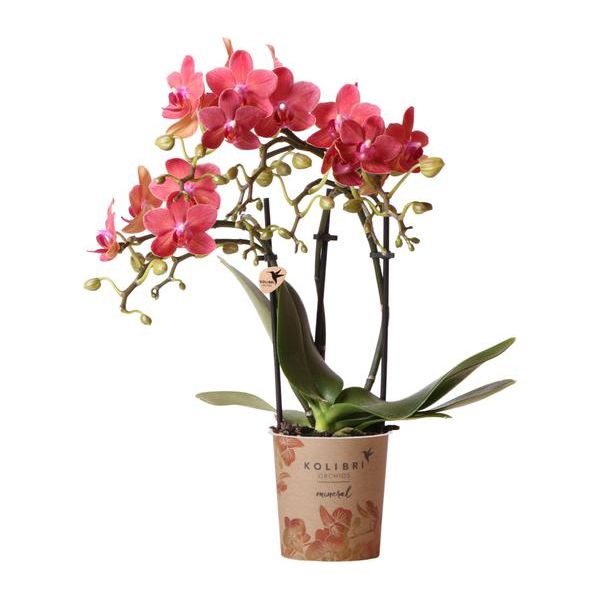 Hummingbird Orchids | red Phalaenopsis orchid - Congo - pot size Ø9cm | flowering houseplant - fresh from the grower