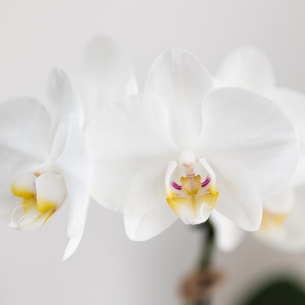 Kolibri-Orchideen | Geschenkset Untamed Nature klein | Grünpflanze mit weisser Phalaenopsis Orchidee Amabilis in Jaguar Dekotöpfen auf Bambustablett