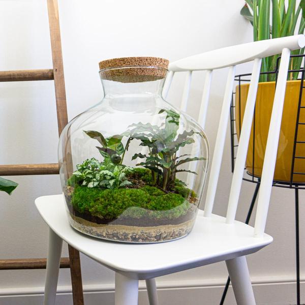 DIY terrarium -  Fat Joe - ↕ 30 cm