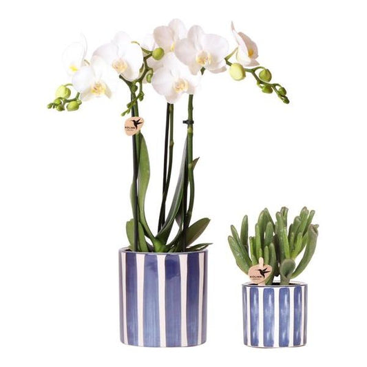 Kolibri Orchids | Set van witte Phalaenopsis orchidee Amabilis en Succulent Crassula Hobbit in Painted Stripe pot blauw - potmaat Ø9cm + Ø6cm | bloeiende kamerplant - vers van de kweker