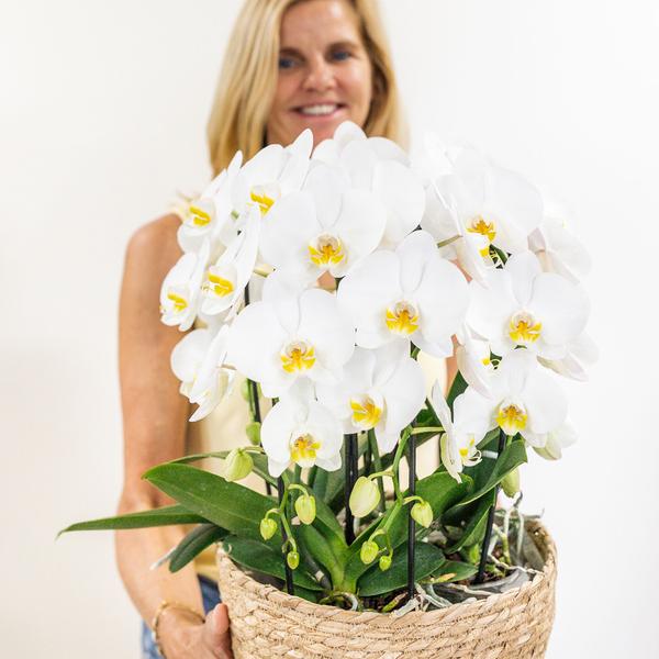 Hummingbird Orchids | white orchid set in Cotton Basket incl. water reservoir | three curved white orchids Niagara Fall 12cm | Mono Bouquet white with self-sufficient