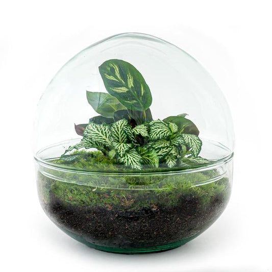 DIY terrarium - Dome - ↕ 20 cm