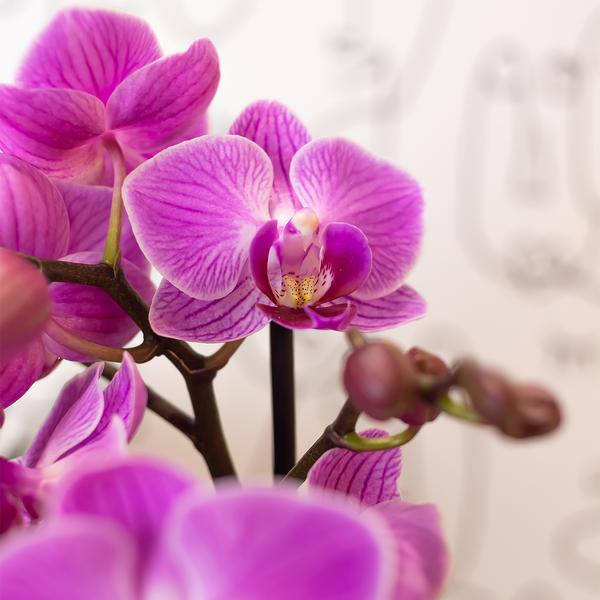 Kolibri-Orchideen | Lila/rosa Phalaenopsis Orchidee - Mineral Vienna - Topfgröße Ø9cm | blühende Zimmerpflanze - frisch vom Züchter