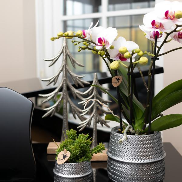 Hummingbird Orchids | White Phalaenopsis orchid - Mineral Gibraltar - pot size Ø9cm | flowering houseplant - fresh from the grower