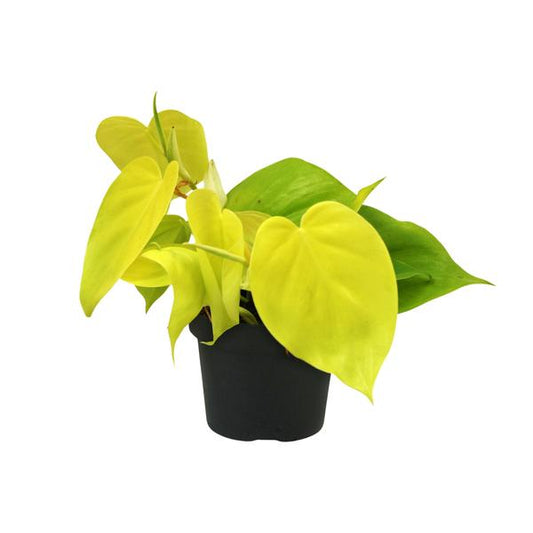 Philodendron Lime - Ø12cm - ↕20cm