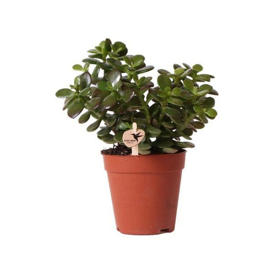 Hummingbird Greens | Green plant - Succulent Crassula Minor - pot size Ø9cm - green houseplant - fresh from the grower