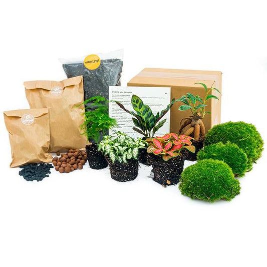 Plant terrarium package - Lancifolia - Bonsai - Asparagus - 5 plants - Refill & Starter package - DIY