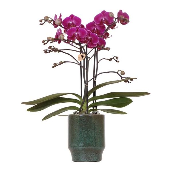 Kolibri Orchids | Paarse phalaenopsis orchidee - Morelia Classy green- potmaat Ø9cm | bloeiende kamerplant - vers van de kweker