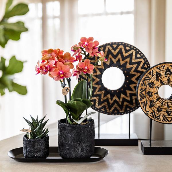 Hummingbird Company | Plant set Home Hub small | Orange Phalaenopsis Orchid Bolzano and Succulent incl. ceramic decorative pots on black tray