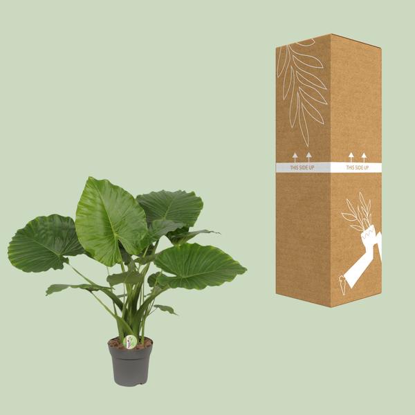 Alocasia Gageana Kalifornien - Ø21cm - ↕80cm