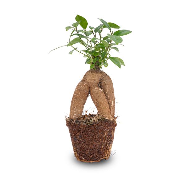 Ficus microcarpa ginseng bonsai  - Potmaat 9