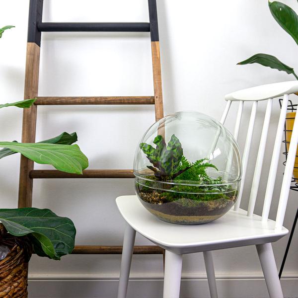 DIY terrarium - Dome XL - ↕ 30 cm