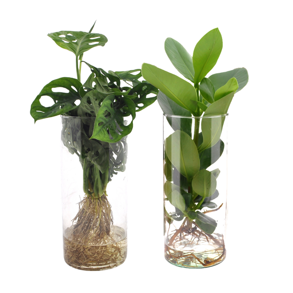 Cylinder glas Duo Monstera/Clusia - 2 stuks - Ø12cm - ↕25-40cm