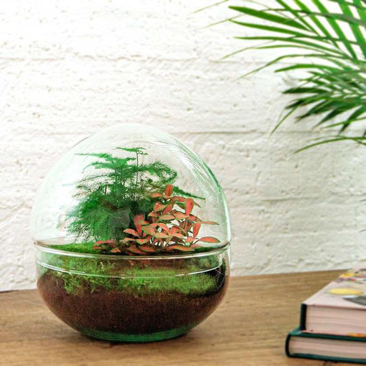 DIY-Terrarium - Kuppel Rot - ↕ 20 cm