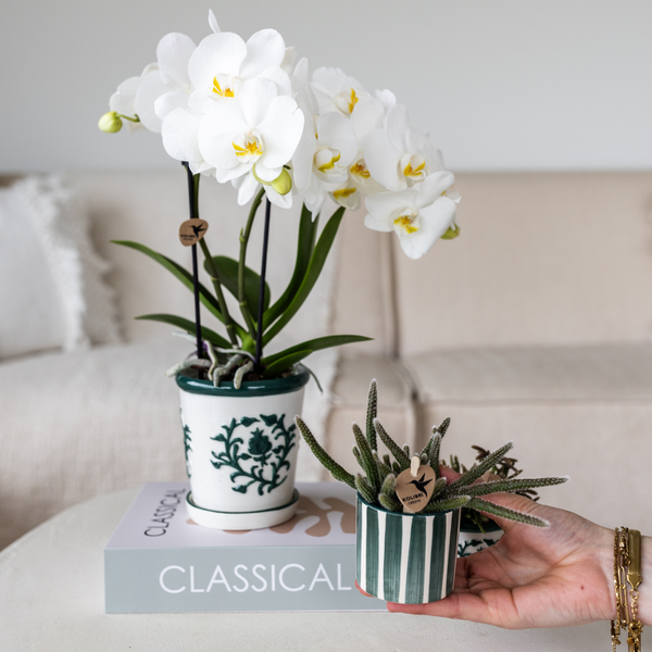 Kolibri Orchids | Set van witte orchidee Amabilis in Malaga pot en succulent in Painted Stripe pot groen - potmaat Ø9cm & Ø6cm | bloeiende kamerplant - vers van de kweker