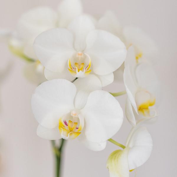 Kolibri-Orchideen | weiße Orchidee Amabilis + Candy Dekotopf blau - Topfgröße Ø9cm | blühende Zimmerpflanze - frisch vom Züchter