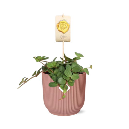 Peperomia 'Hope' im ELHO Vibes Fold 14cm rosa