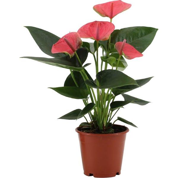 Anthurium Sweet Dream In Transparant Sleeve - Ø12cm - ↕36cm