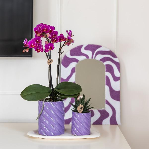 Hummingbird Orchids | Gift set Optimism small lilac | Green plant with orange Phalaenopsis orchid in candy decorative pots on white organic tray