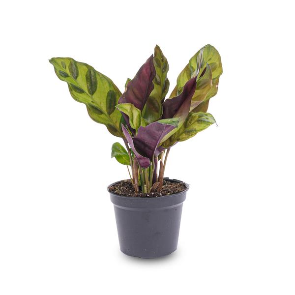 Calathea Lancifolia - Pauwenplant - Terrarium plant - Potmaat 6