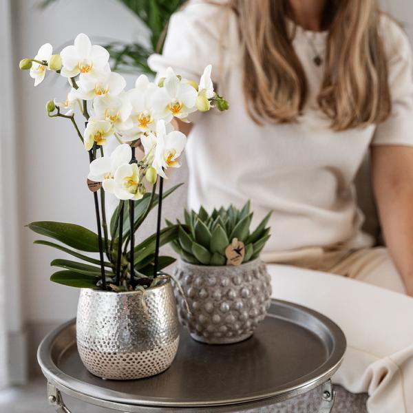 Hummingbird Orchids | white Phalaenopsis orchid - Amabilis + Elite pot silver - pot size Ø9cm - 35cm high | flowering houseplant - fresh from the grower