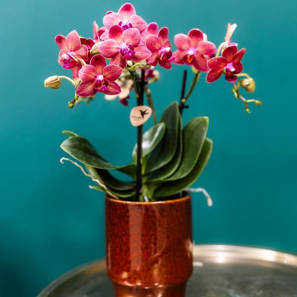 Hummingbird Orchids | red Phalaenopsis orchid - Congo + Classy red - pot size Ø9cm | flowering houseplant - fresh from the grower