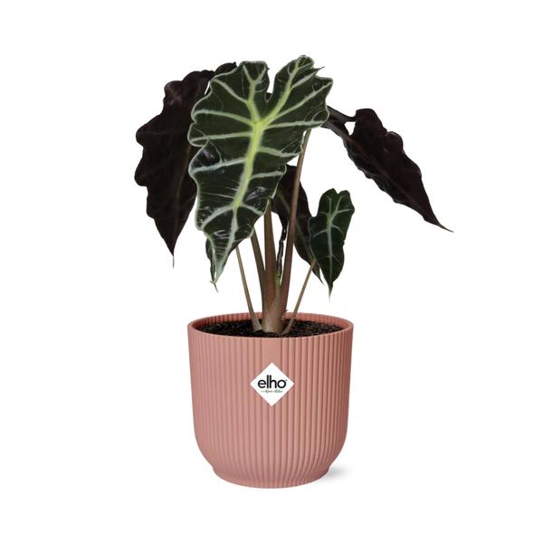 Alocasia 'Polly' in ELHO Vibes Fold 14cm pink