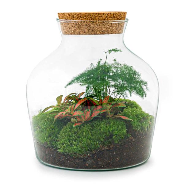 DIY terrarium - Little Joe - ↕ 21.5 cm