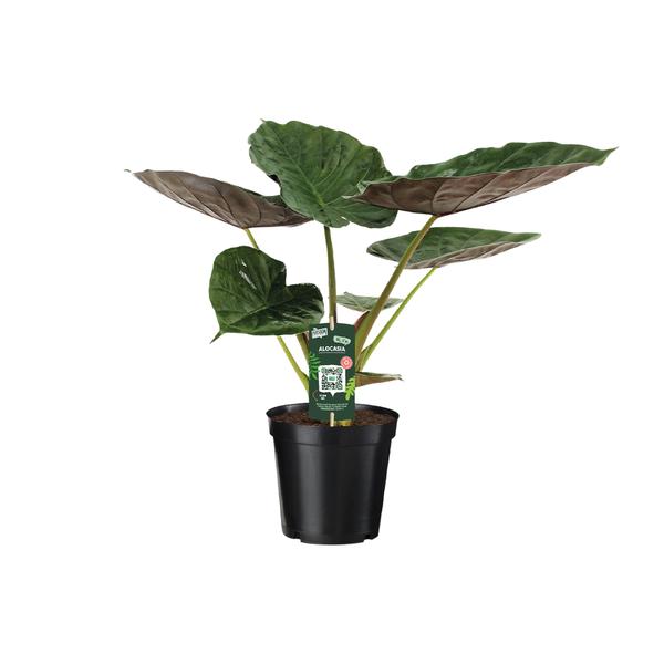 Alocasia Wentii - Elephant's ear - Ø19cm - ↕70cm