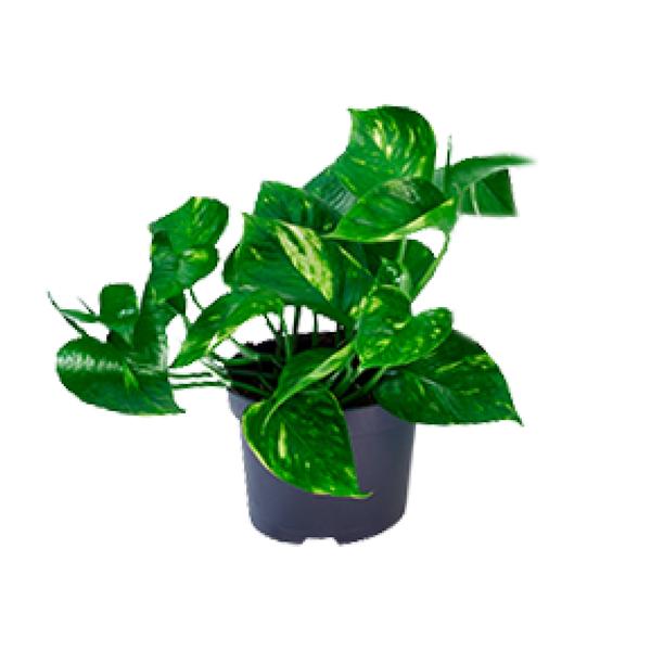 Epipremnum Aureum  - Ø12cm - ↕20cm